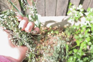 thyme in hand