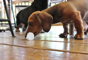 dog ice cubes