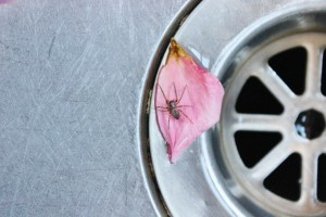 spider on petal